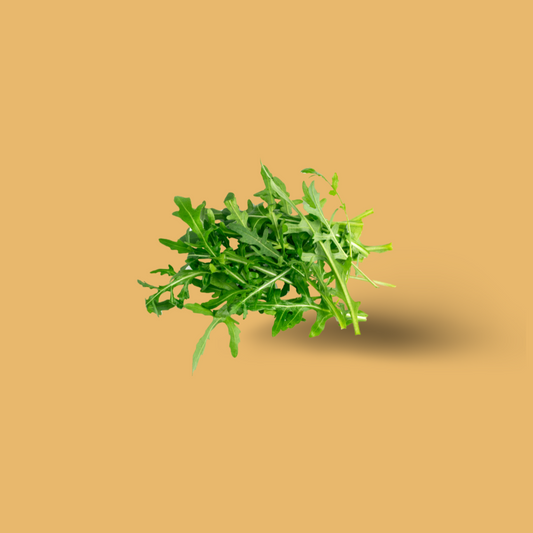 Rucola